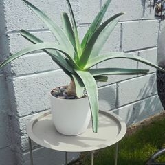 large aloe vera