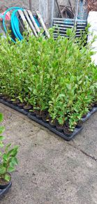 Griselinia Hedging