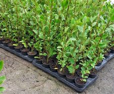 Griselinia Hedging
