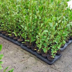 Griselinia Hedging