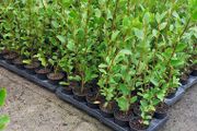 Griselinia Hedging