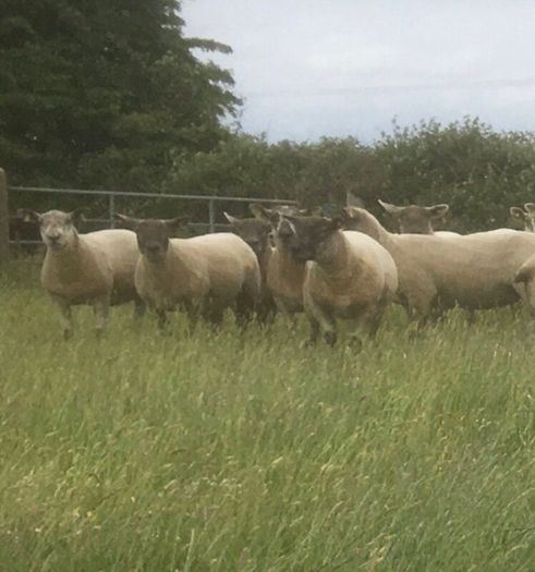 Ballinrobe special sale of Hiltex and Texel cross