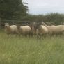 Ballinrobe special sale of Hiltex and Texel cross Image 6