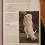 West Highland White Terrier.manual And Reference Guide.  Hardback In Good Condition. Image 5