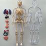 Science Anatomy Human Body Image 2