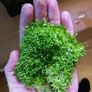Riccia Fluitans, postage available Image 4