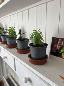 Suculent flowers