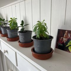 Suculent flowers