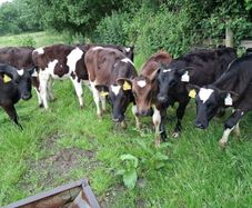 Bull calves