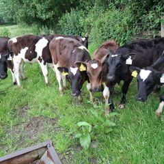Bull calves