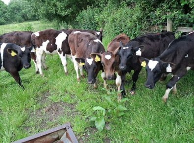 Bull calves