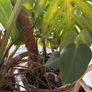 Large monstera Image 2