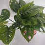 Monstera Monkey Mask plant Image 2