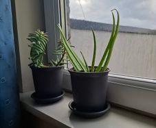 2 plants