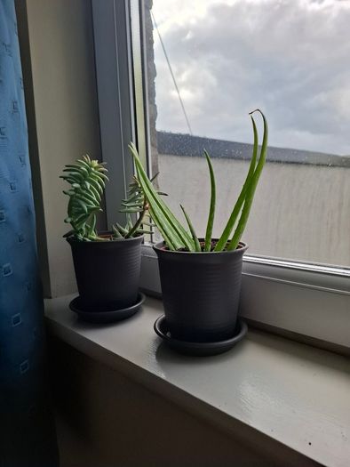 2 plants