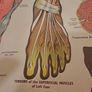Vintage Anatomy Poster E. J. Arnold Image 7
