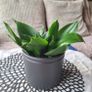 Sansevieria Hahnii with offsets in cute pot Image 10