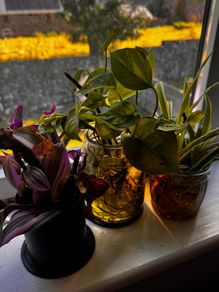 plants