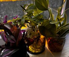 plants