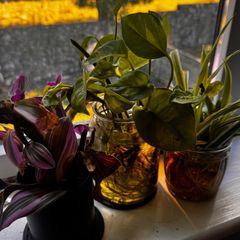 plants