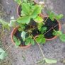 strawberries Image 2