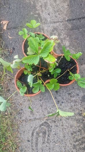 strawberries