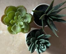 Artificial plants x 3