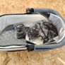 uppababy vista bassonette Image 3