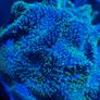 Neon Green Hairy Rhodactis Image 3