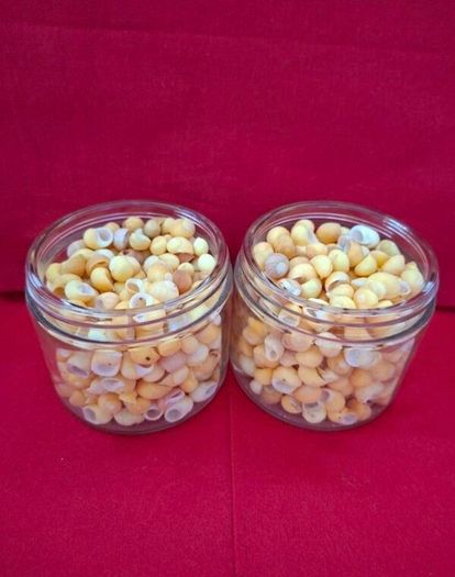 Shells (Yellow Periwinkle)