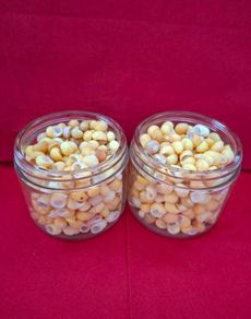 Shells (Yellow Periwinkle)