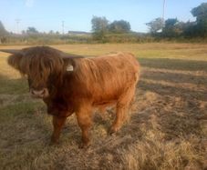 Highland Bull
