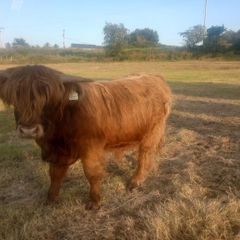 Highland Bull