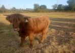 Highland Bull