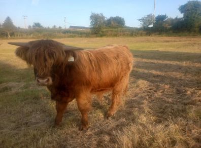 Highland Bull