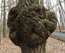 Tree burrs/burls
