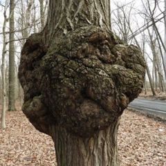 Tree burrs/burls