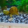 tropical fish with tank Image 3
