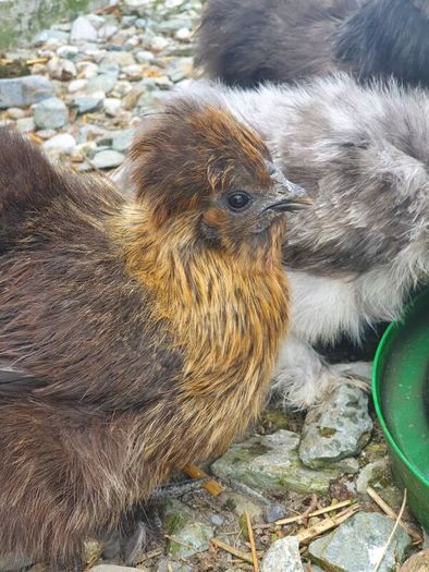 Usa Silkie Chicks And Fertile Eggs
