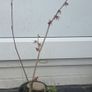 Witch Hazel /amazing aroma Image 8