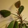 Philodendron 'Prince of Orange' Image 3