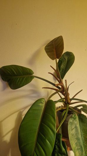 Philodendron 'Prince of Orange'
