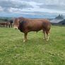 Bull Image 2