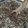 Native Irish Hazel Bonsai Image 5
