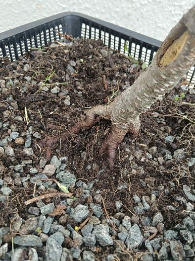 Native Irish Hazel Bonsai