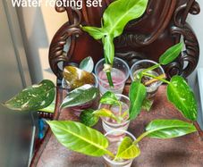 Philodendron Water rooting bundle