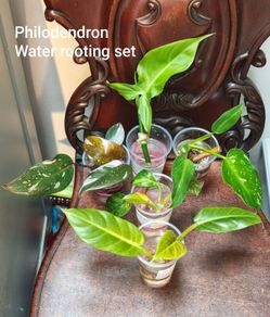 Philodendron Water rooting bundle