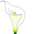 Calla68