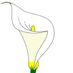Calla68