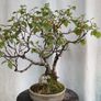 Bonsai tree ( birch) Image 9